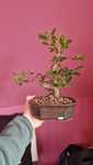 Bonsai ficus retusa