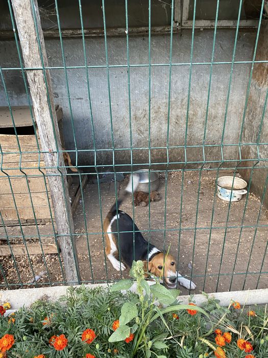 Віддам в добрі руки