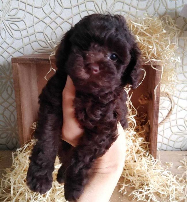 Роскошная крошка-девочка Шоколадного Той пуделя из Киева