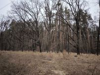 Перспективна земельна ділянка. Ліс. Річка