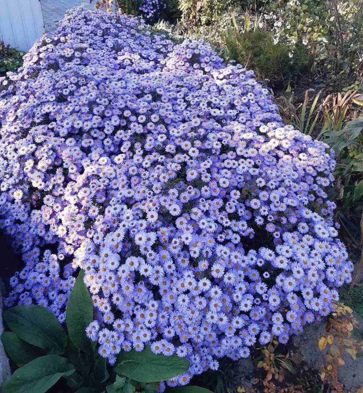 Айстра кущова Blue Bouquet