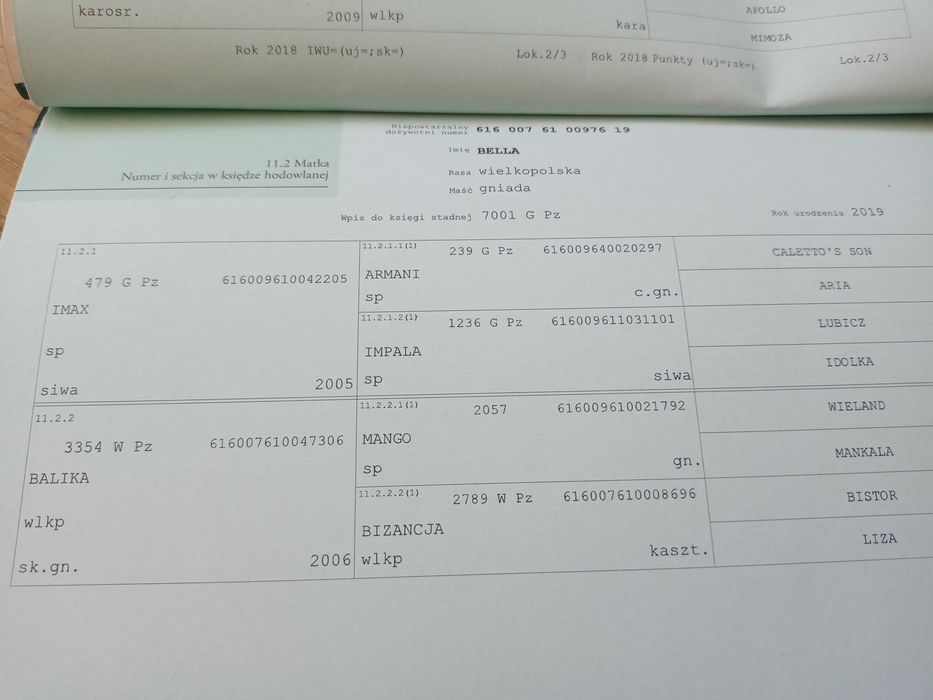 Klacz wielkopolska odsadek