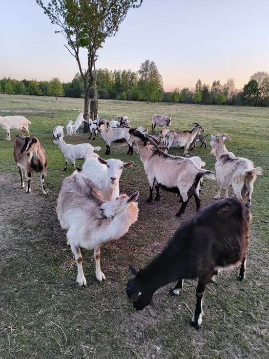 Продаються козочки