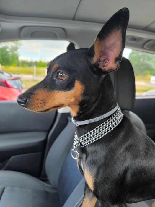 Krycie, reproduktor- Pinczer Miniaturowy - rodowód