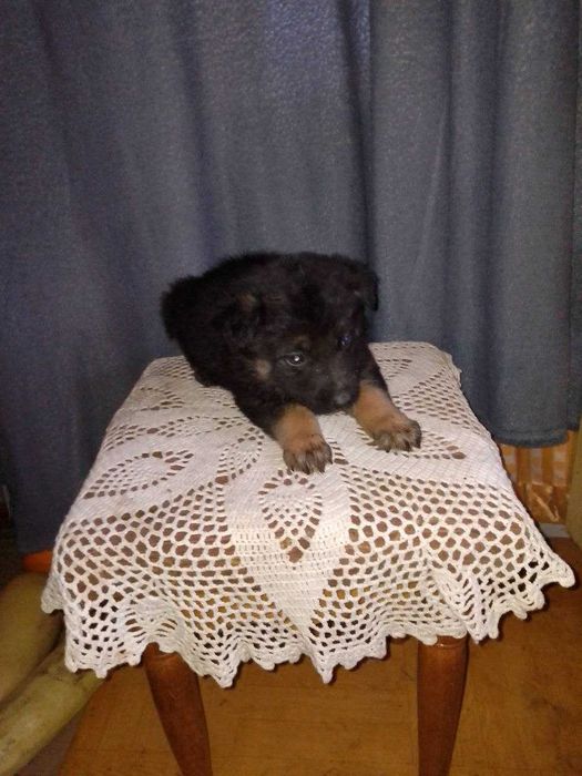 Подарую цуценят німецької вівчарки