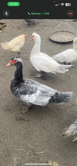 Індо-качка(шипуни)