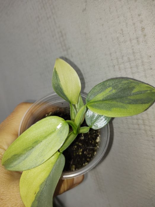 Філолендрон сільвер сворд вар