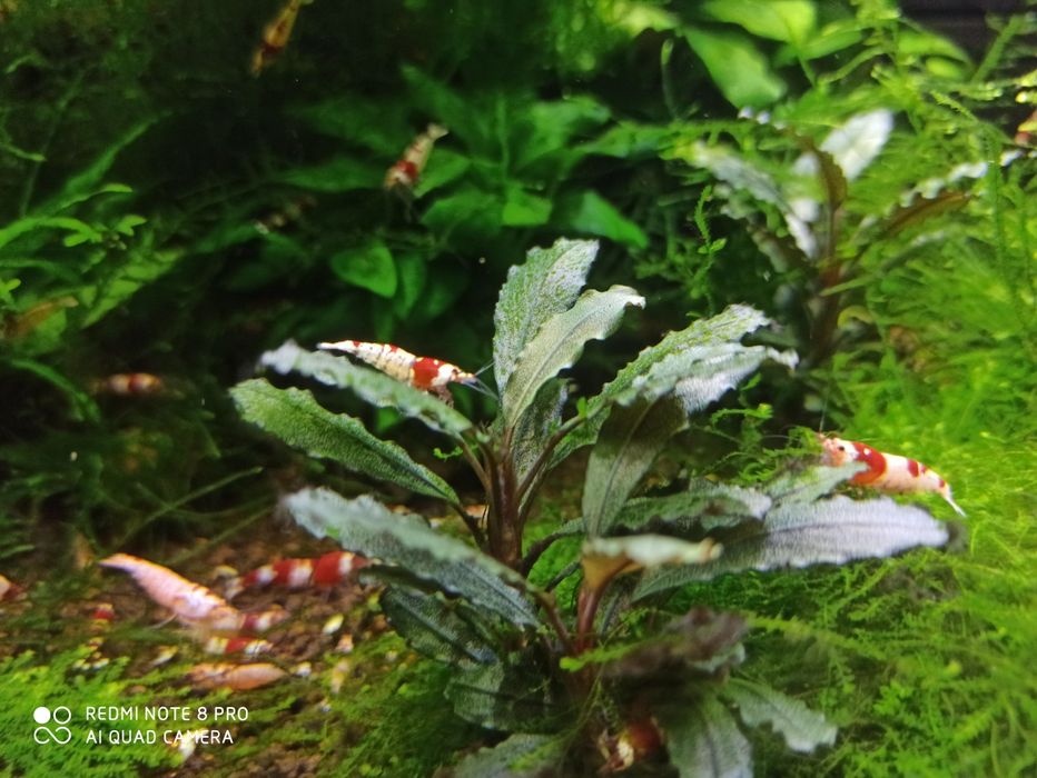 Krewerki Crystal Red S-SS - czysta linia