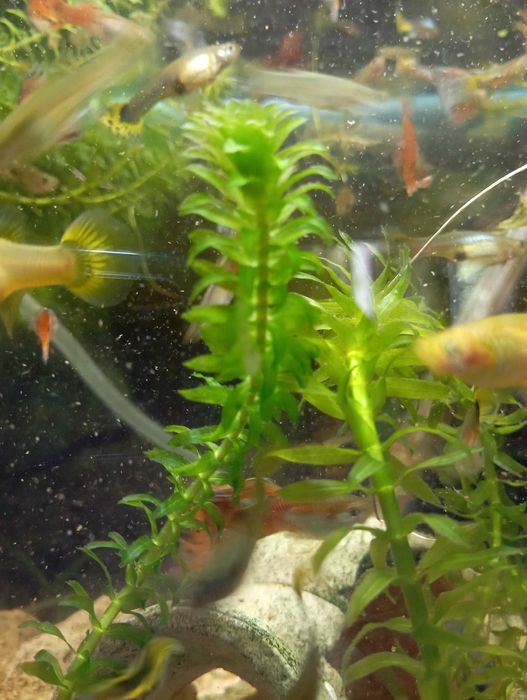 Planta tubular aquário quente ou frio