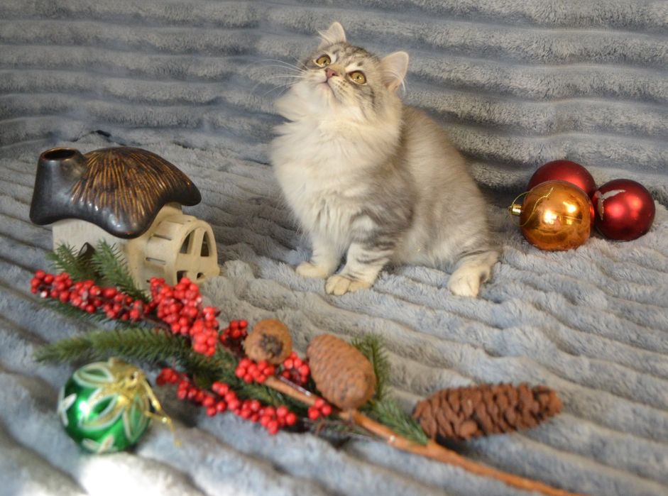 Продам сибирячку