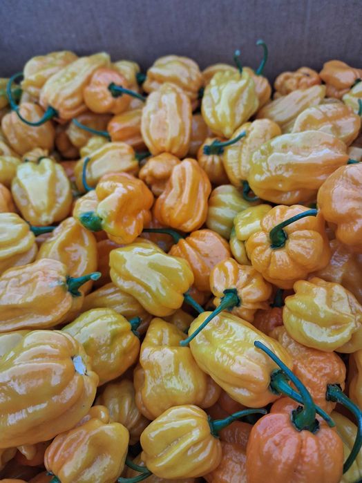 Продам перець хабанеро