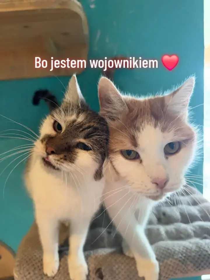 KOT KOTEK KOCUR rudy szuka kochającego domu!