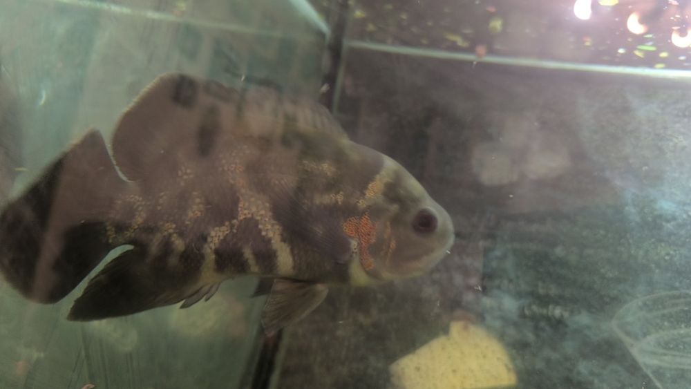 Срочно продам Астронотус