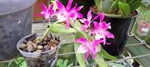 Vendo orquidea 
Dendrobium Stardust Rainbow Dance