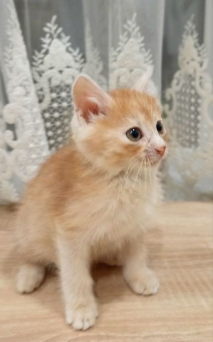 Кошеня 2 міс хлопчик