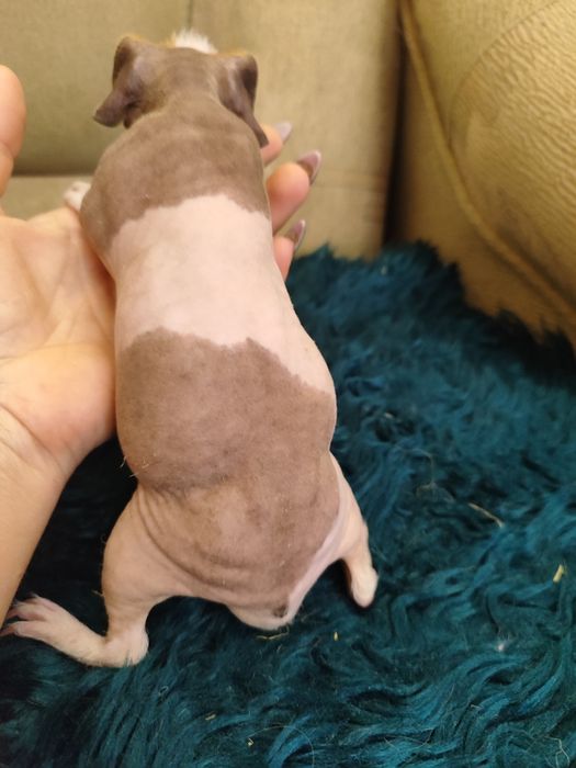 Чарівний хлопчик скінні мурчак