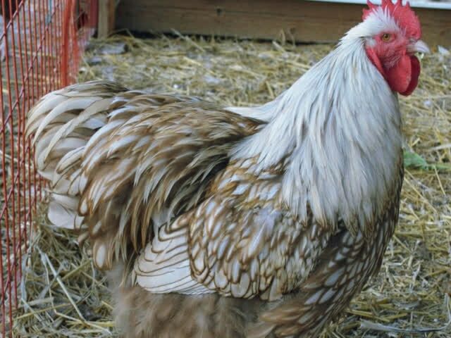 Інкубаційне яйце Орпінгтон - золото, шоколад, оранжеве-срібло.