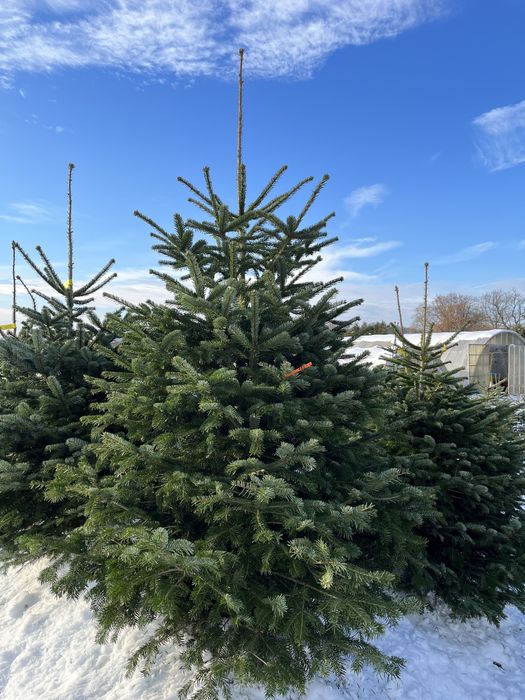 Choinki świąteczne święta jodła kaukaska świerk srebrny cięta donica