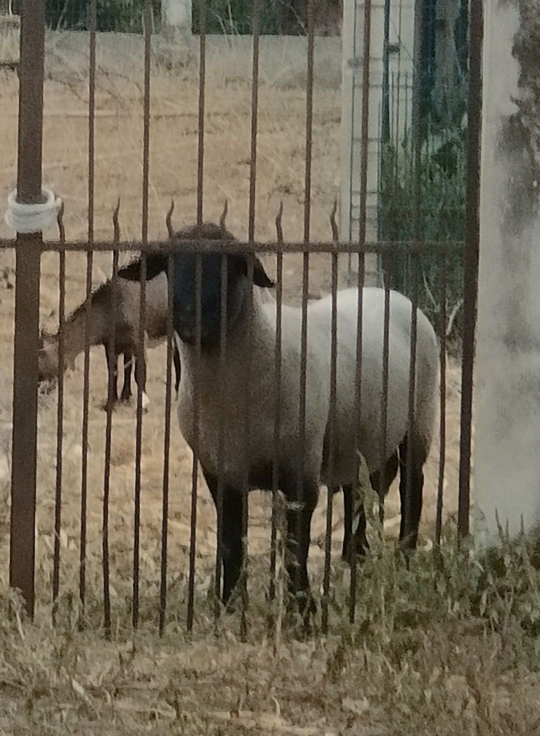 Carneiro sulfock adulto
