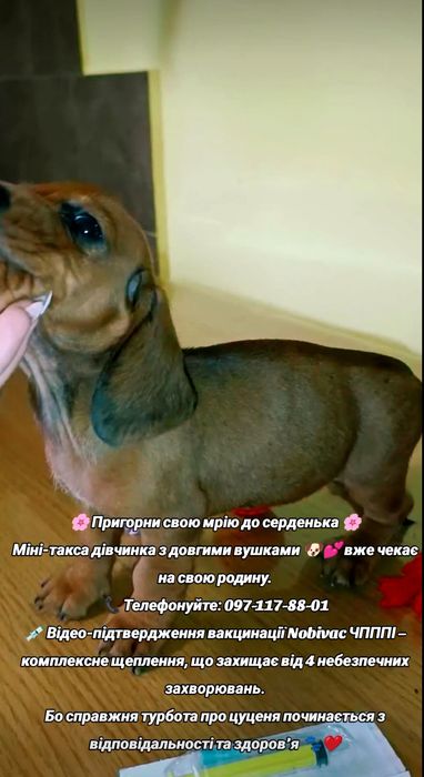 Міні - такси, двічі вакциновані Нобівак ЧГППІ