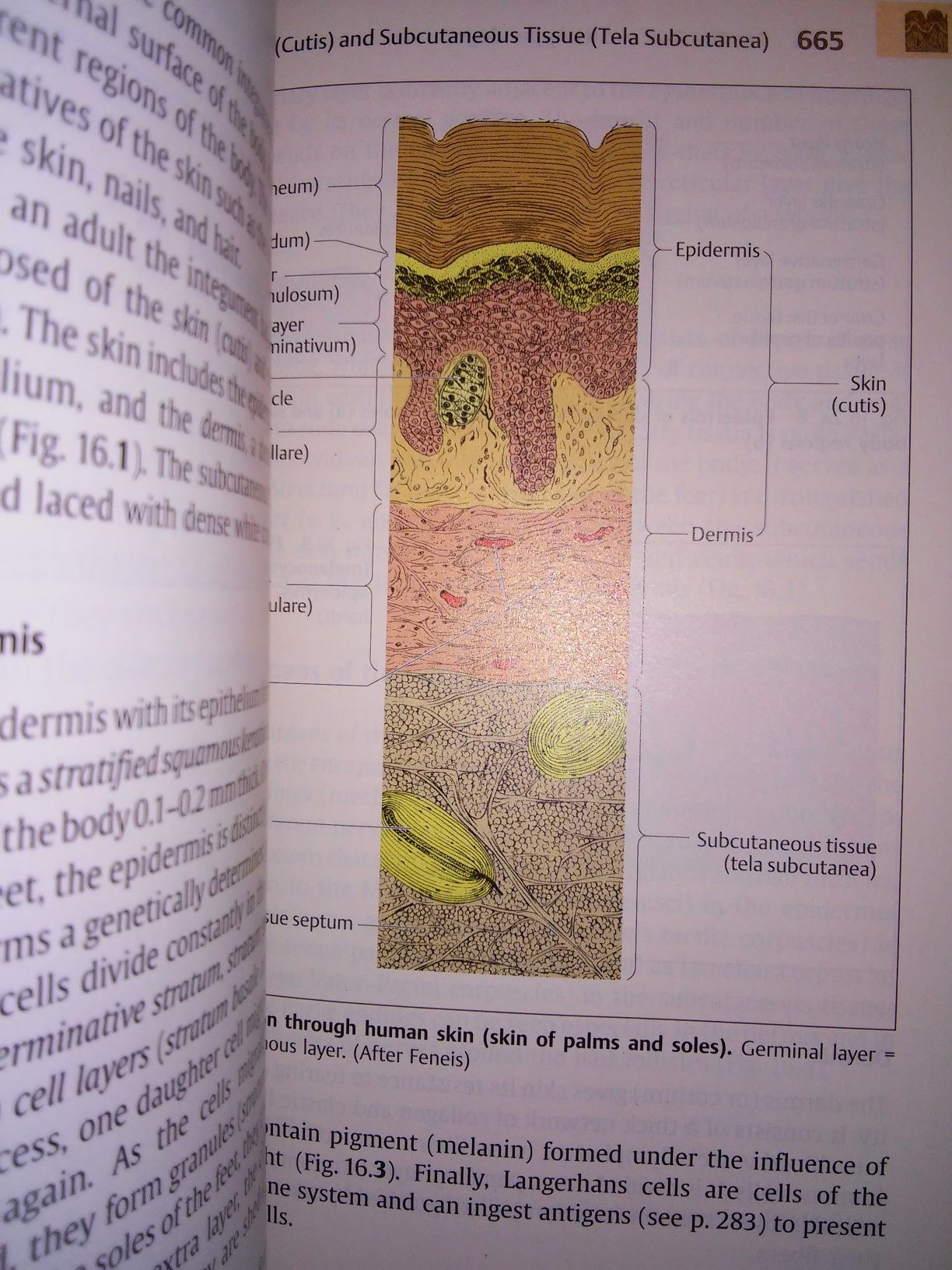 Human Body Introduction to Structure and Function Faller Schuenke 2004