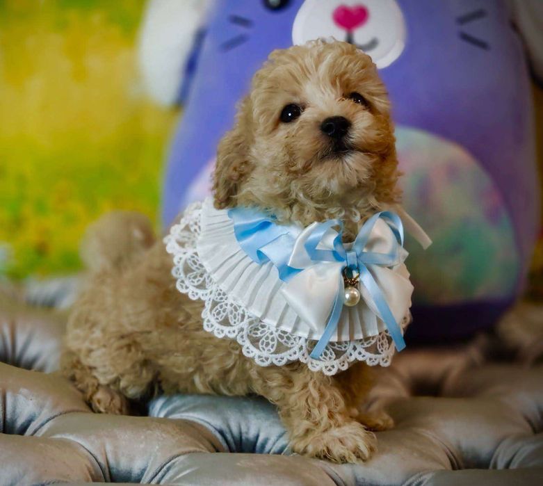 Maltipoo chłopiec