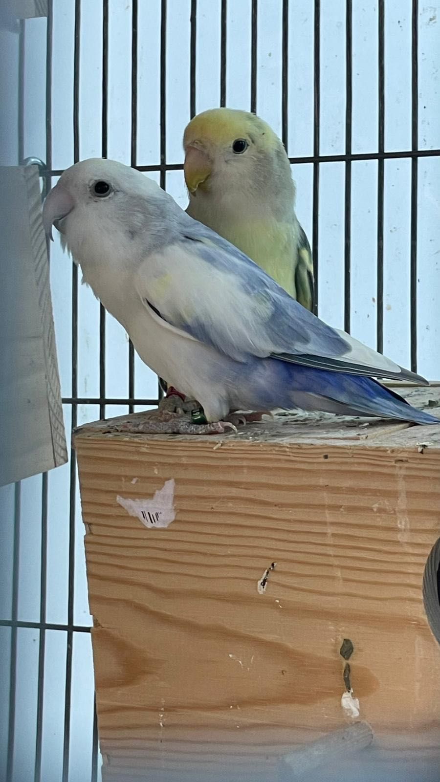 Troco lote de 21 aves reprodutoras/casais