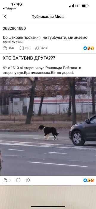 Розшук собаки, Київ і околиці