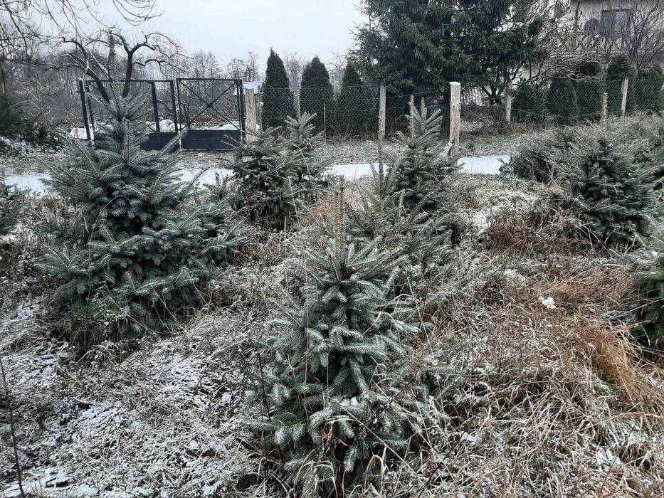 Choinki świerk pospolity srebrny