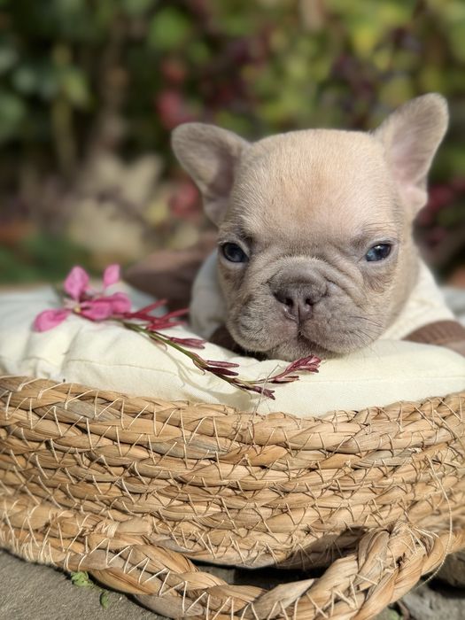 Девочка в окрасе голубо палевая мини