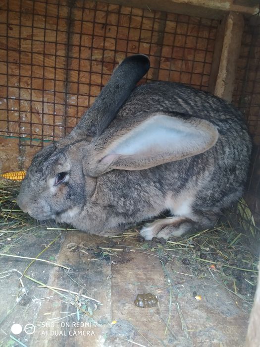 Продам кролів на розвід