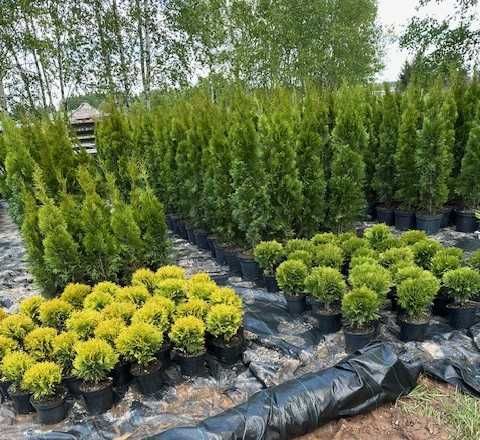 TUJA Szmaragd 120-130cm - Nowa Ruda - Ząbkowice Śląskie - detal - Tuje