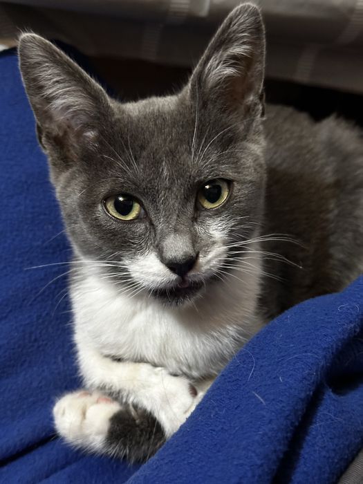 Віддам в добрі руки