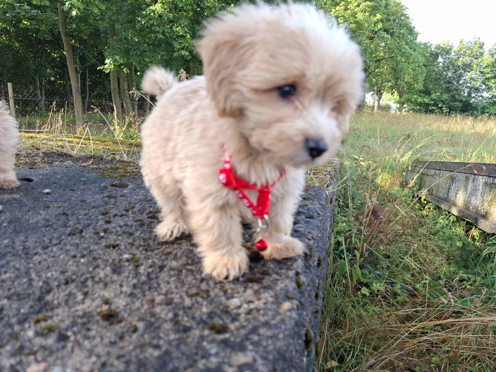 maltipoo szczeniak gotowy