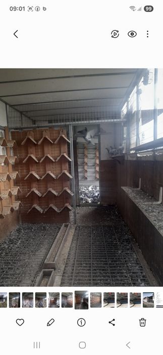 Pombal pombos correio