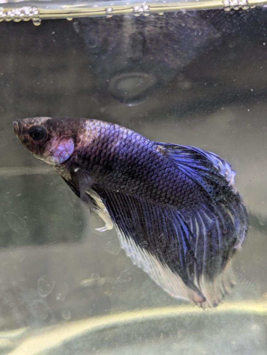 Macho betta veil tail