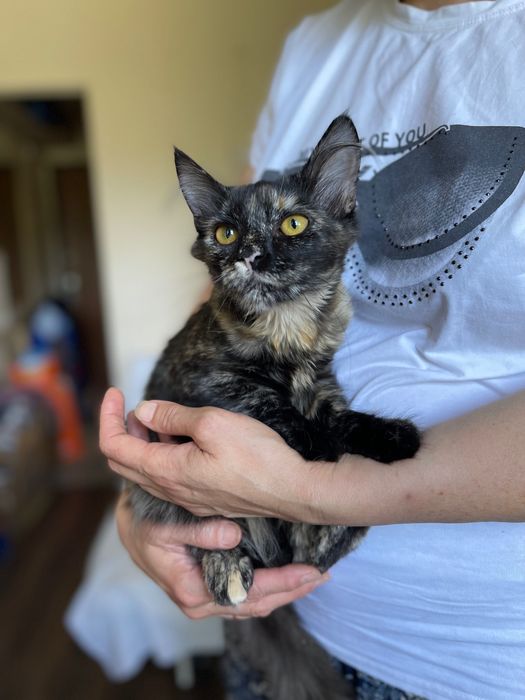 Котята отдам котенок девочка