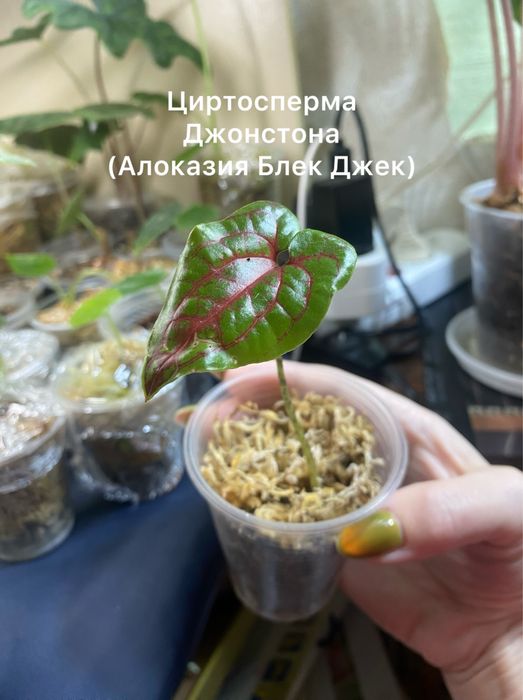 Продам алоказію от 100 грн