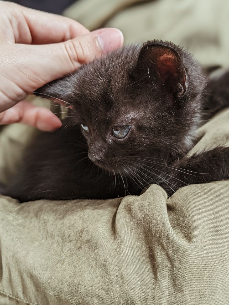 Маленькие черные котята