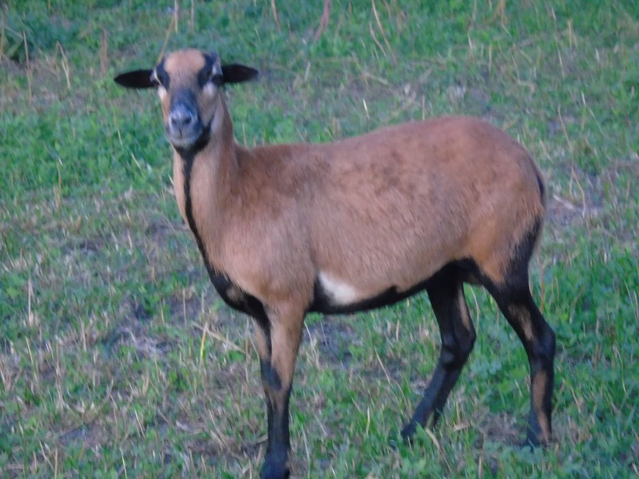 Para owiec kameruńskich