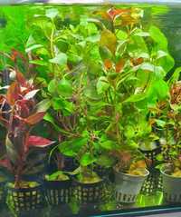 Ludwigia Repens Roślina do Akwarium Krewetkarium  Piękne Kolory