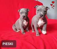 American Staffordshire Terrier Amstaff- piesek