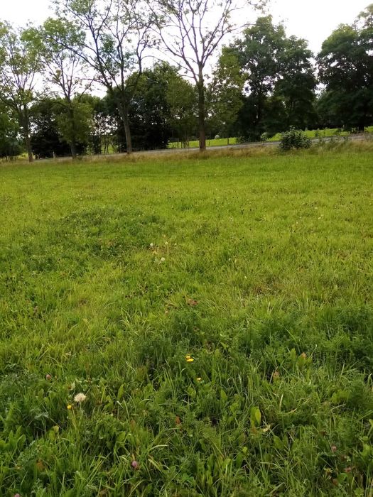Sprzedam działkę rolną – 17 500 m² – Wieża k. Gryfowa Śl.