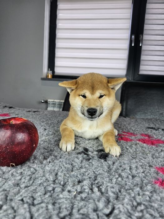 Shiba inu szczenię ZKWP FCI doskonały rodowód