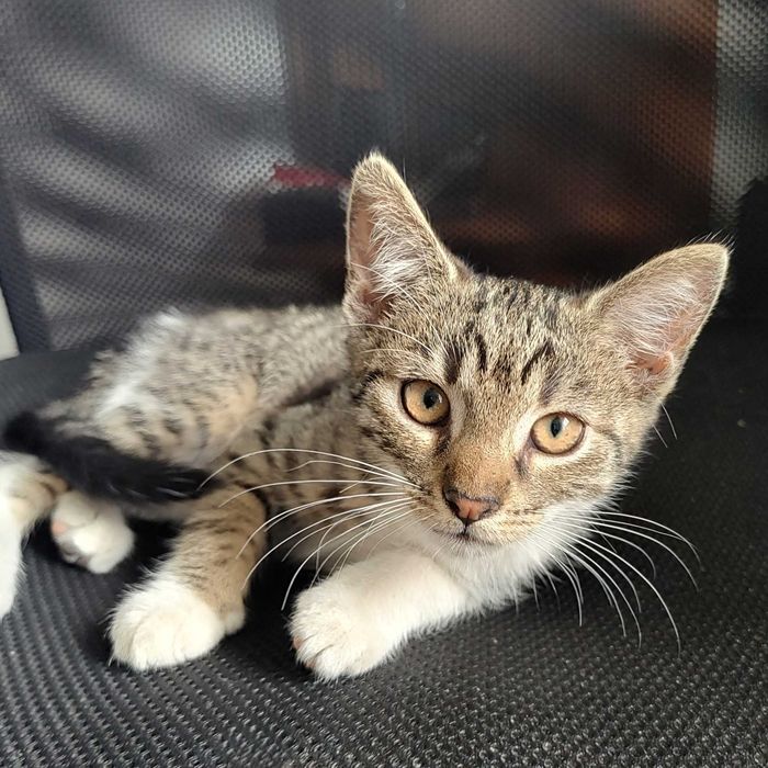 Kocięta do adopcji