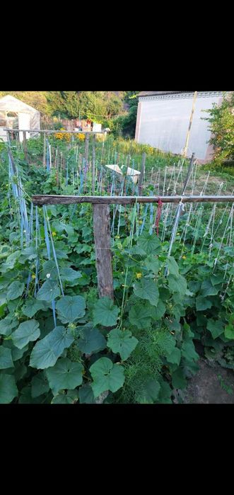 семена огурцов только  женские экземпляры