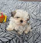 Piesek SHIH TZU Żyrardów