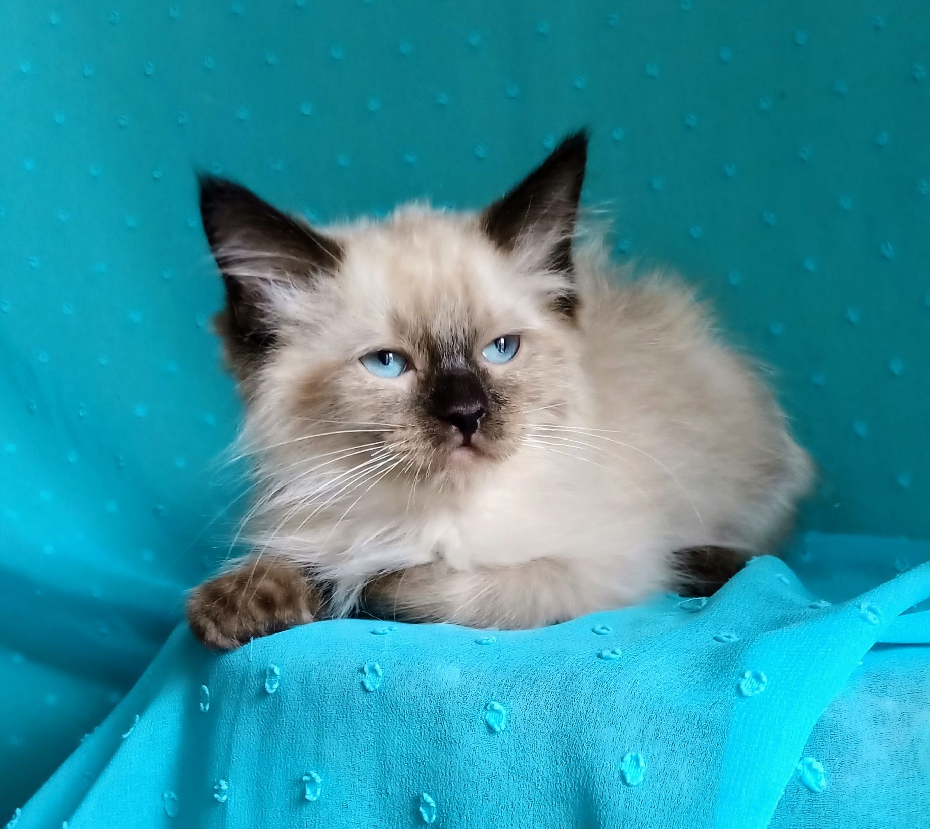 Piękny kocurek Ragdoll gotowy do odbioru