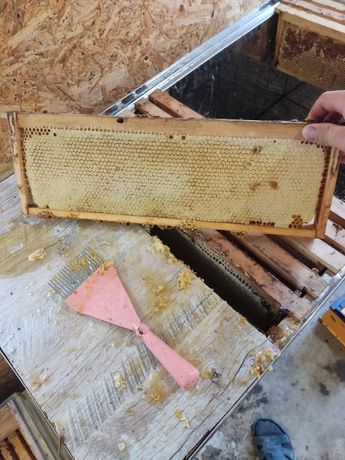Продам мед з власної пасіки різнотрав'я