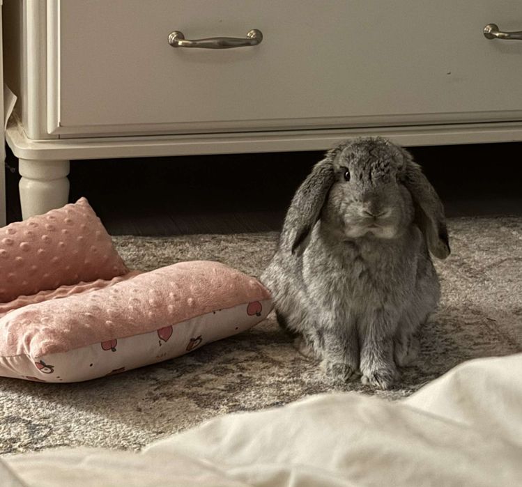 Maluszki z WYPRAWKĄ Śliczne Króliczki Karzełki Baranki Mini Lop